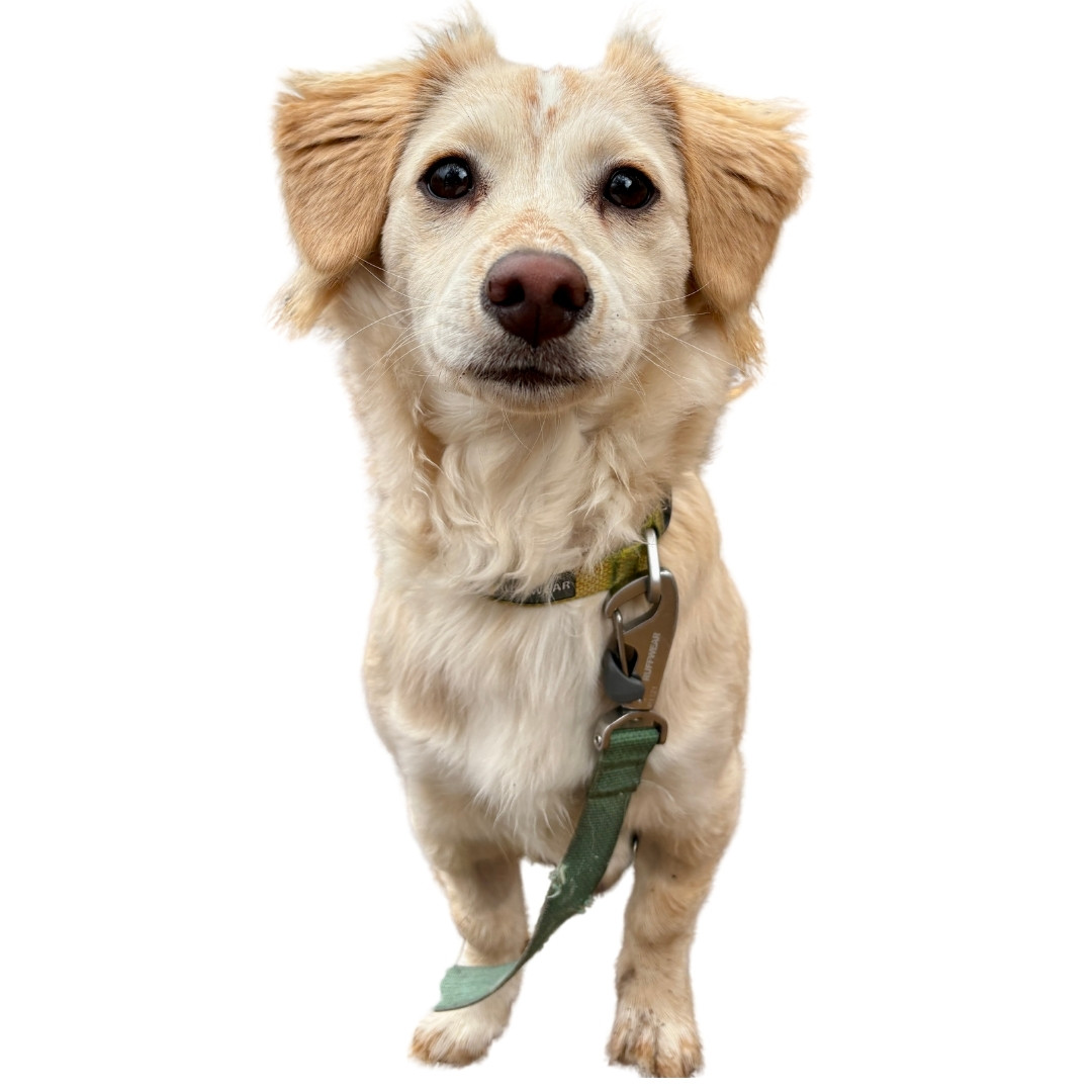 Photo of Papaya the dog